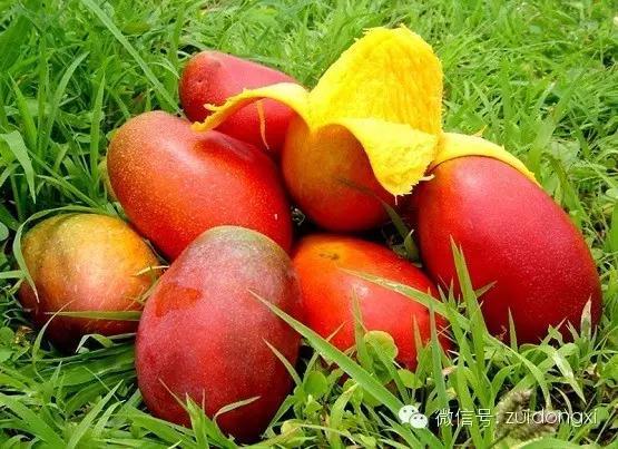 已經被「曬乾的芒果」在浸水15分鐘後竟然還原成芒果？！挑戰不可能，馬上買一包來試試看！ 