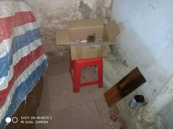 回家路上發現一隻小奶貓，坐那裡一動不動，走過去一看忍不住哭了