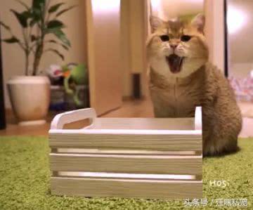 主人給胖貓買了張床，可惜只能放3隻腳，貓：你想氣死我嗎