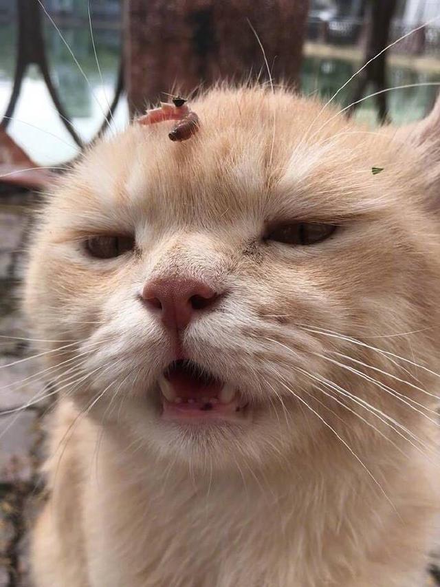 當主人往喵星人頭上放一條蟲之後貓咪的反應很寫實你感動嗎？