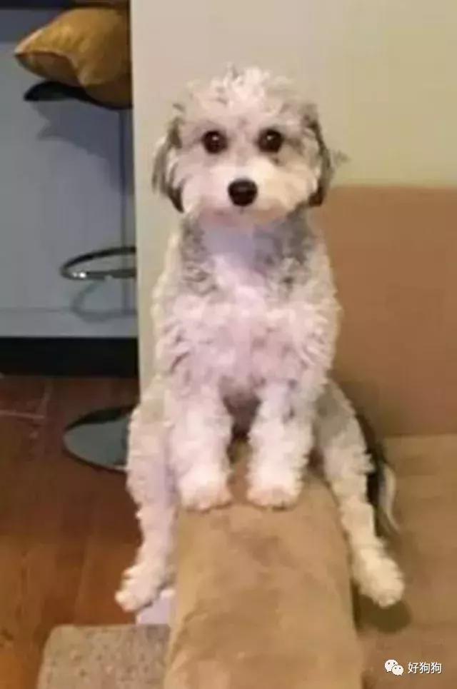 在狗子眼裡，沙發不是用來坐的，而是……