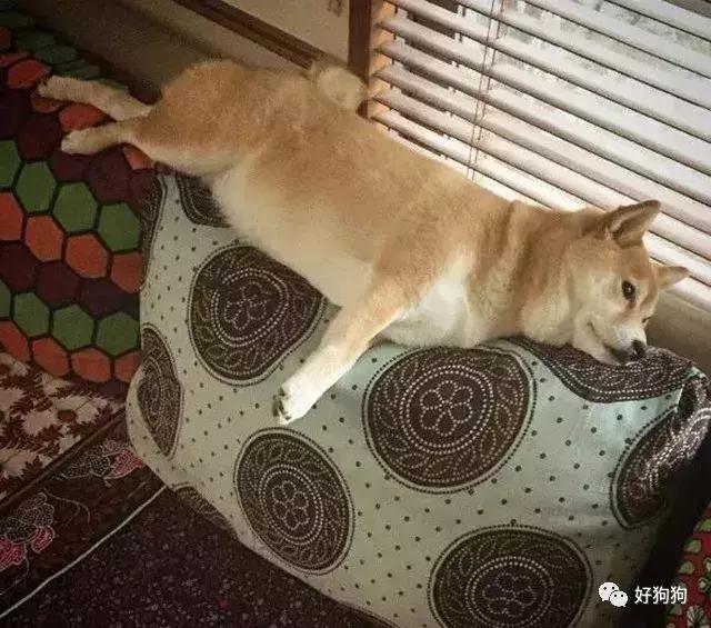 在狗子眼裡，沙發不是用來坐的，而是……