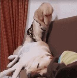 在狗子眼裡，沙發不是用來坐的，而是……