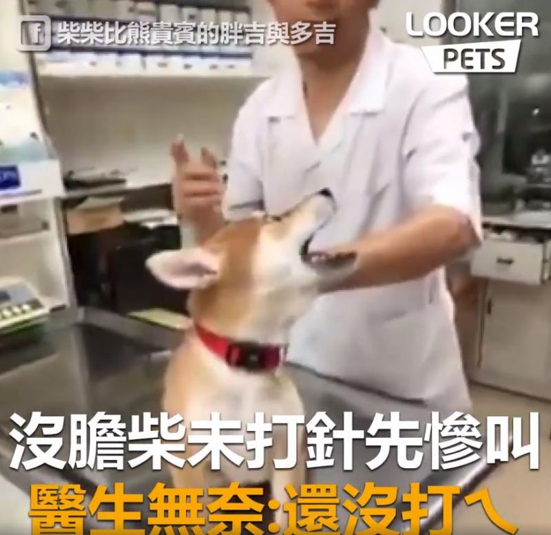 誰來救救我…膽小柴看到針「大聲慘叫抖抖抖」...醫生傻眼：才正要開始耶！