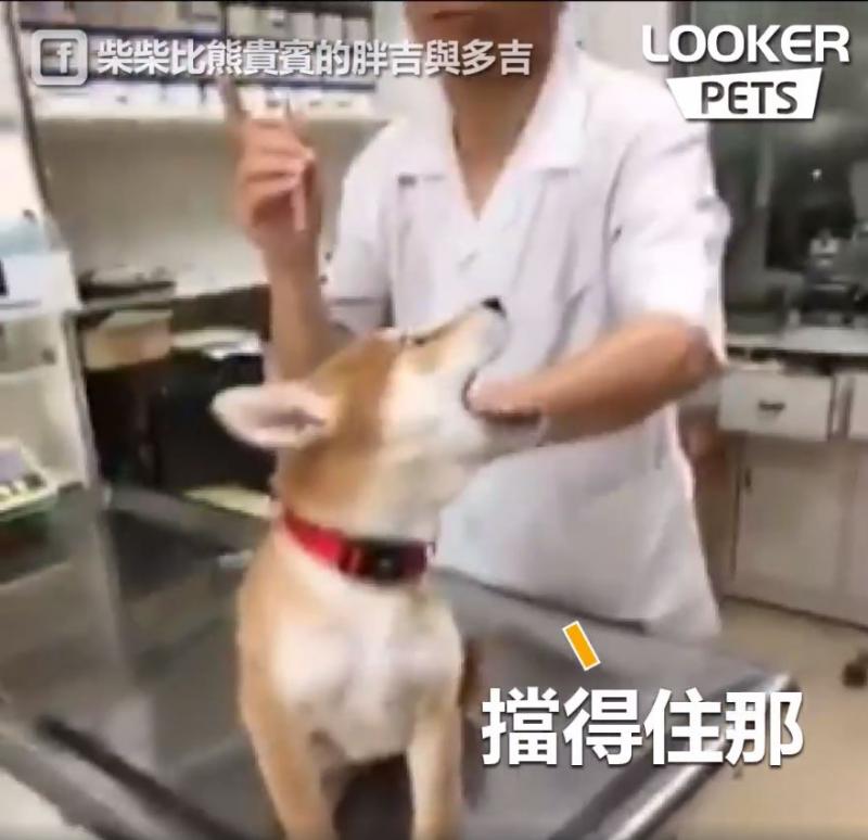 誰來救救我…膽小柴看到針「大聲慘叫抖抖抖」...醫生傻眼：才正要開始耶！