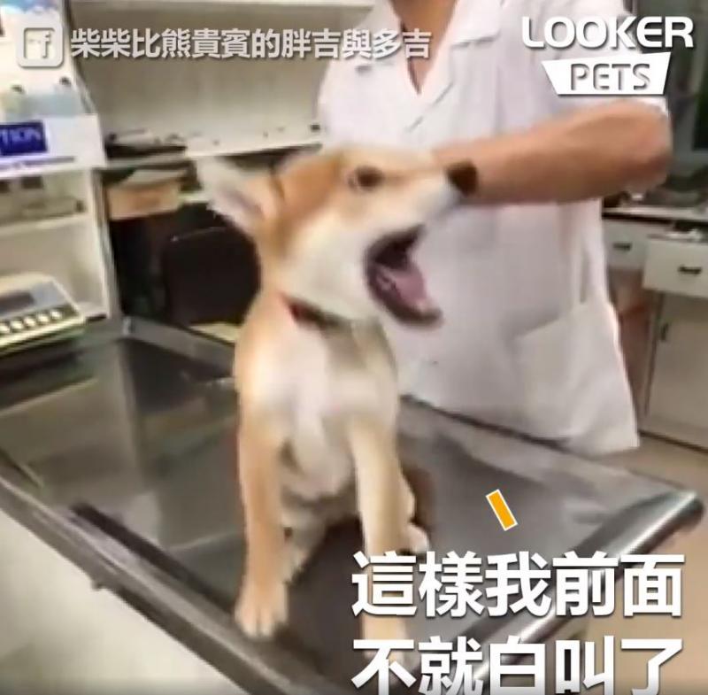誰來救救我…膽小柴看到針「大聲慘叫抖抖抖」...醫生傻眼：才正要開始耶！