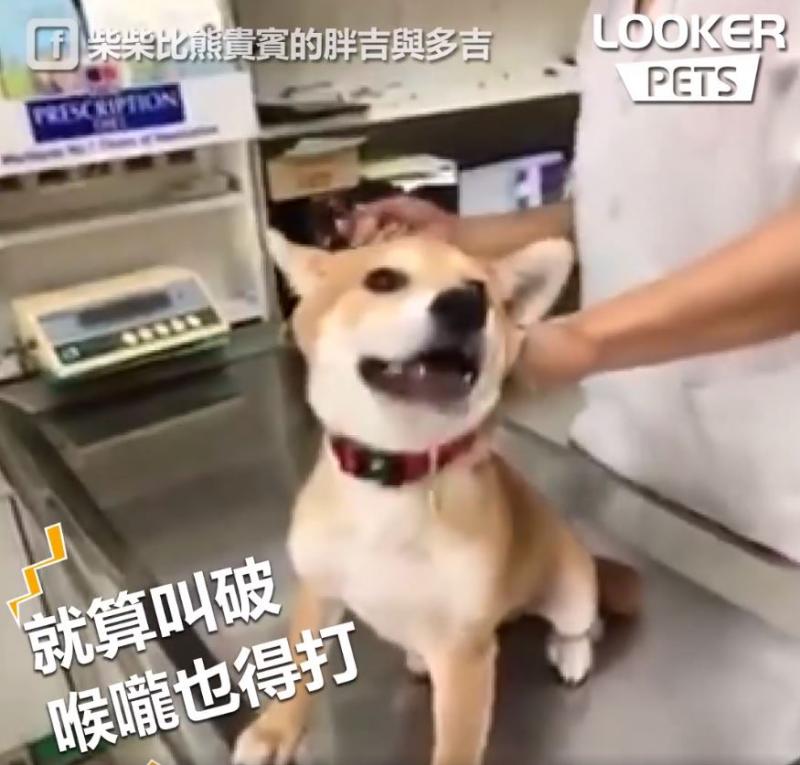誰來救救我…膽小柴看到針「大聲慘叫抖抖抖」...醫生傻眼：才正要開始耶！