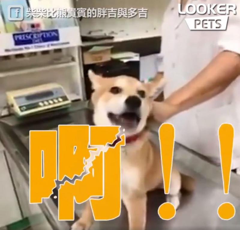 誰來救救我…膽小柴看到針「大聲慘叫抖抖抖」...醫生傻眼：才正要開始耶！
