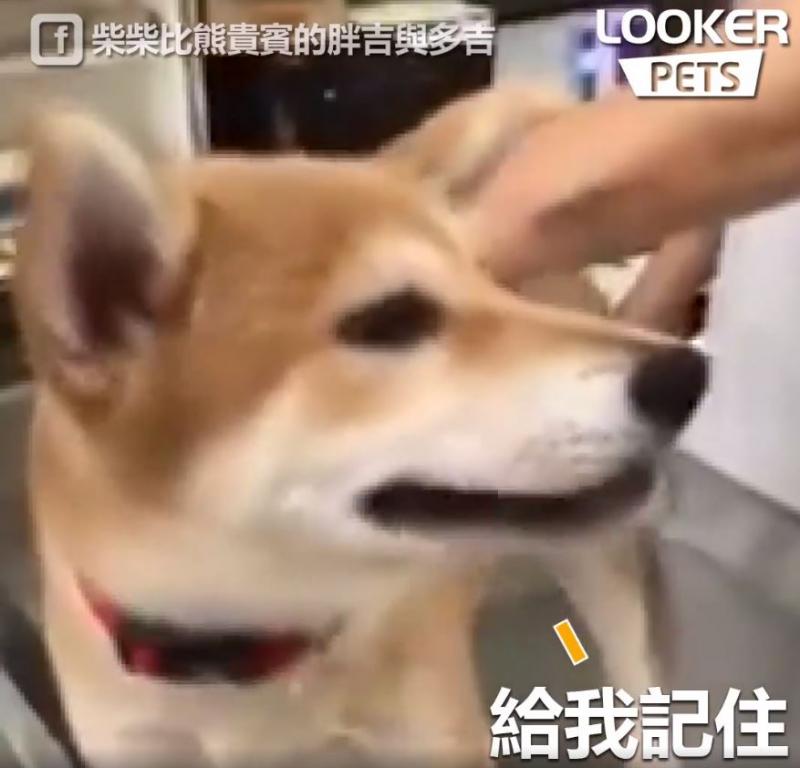 誰來救救我…膽小柴看到針「大聲慘叫抖抖抖」...醫生傻眼：才正要開始耶！