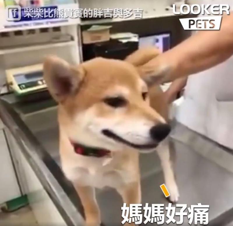 誰來救救我…膽小柴看到針「大聲慘叫抖抖抖」...醫生傻眼：才正要開始耶！