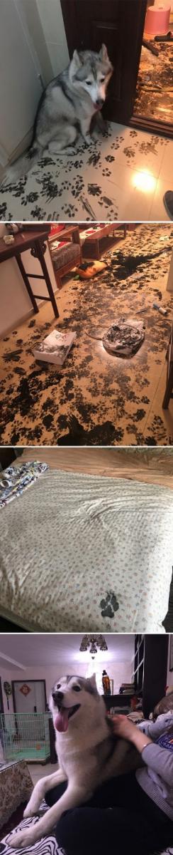 主銀~看我看我！20張證明「哈士奇就是ㄎ一ㄤ」經典爆笑照！