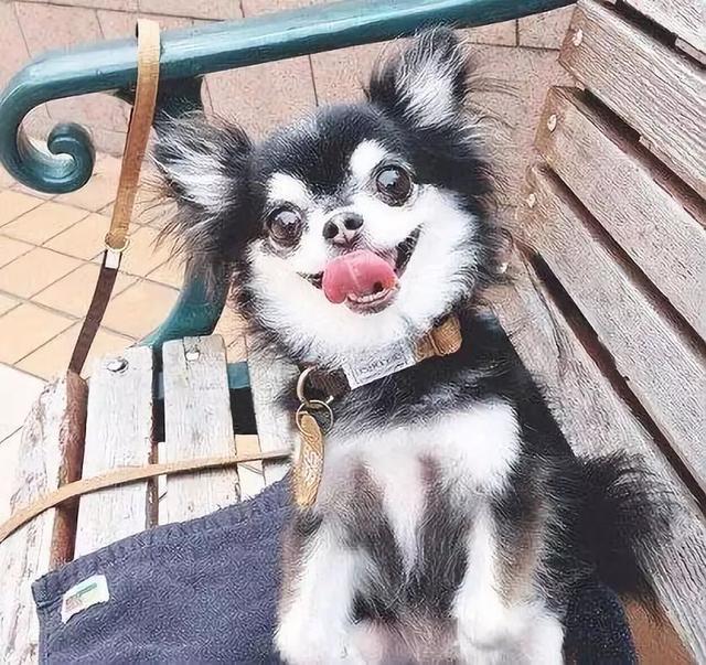 二哈對新來的吉娃娃一見鍾情，生的娃該叫二吉還是吉哈哈？