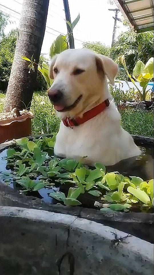 狗狗突然不見，找了半天，水缸里長出了一個狗頭