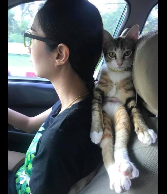 主人開車帶貓去玩，結果它躺在主人的肩上撒嬌，頭枕成貓抓板了！
