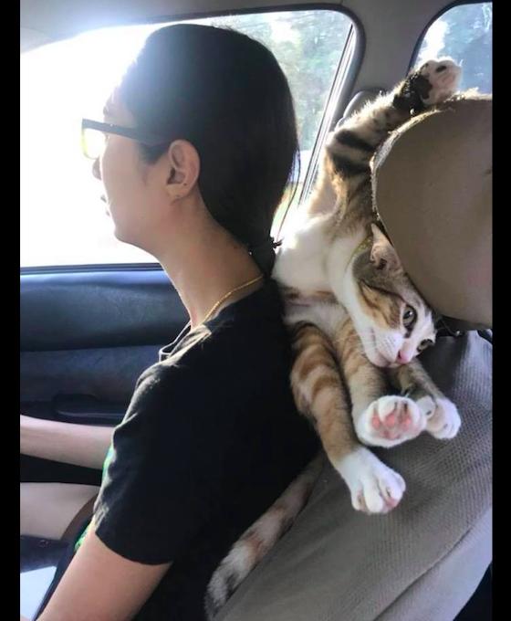 主人開車帶貓去玩，結果它躺在主人的肩上撒嬌，頭枕成貓抓板了！