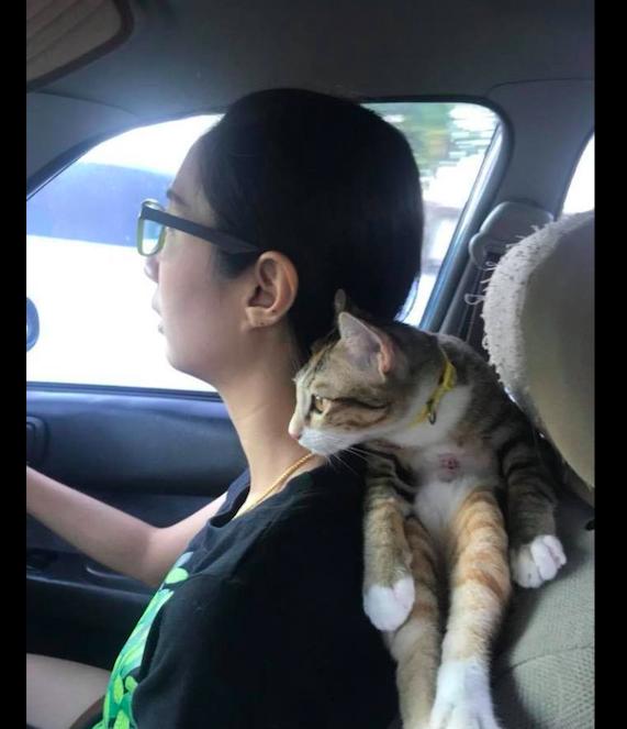 主人開車帶貓去玩，結果它躺在主人的肩上撒嬌，頭枕成貓抓板了！