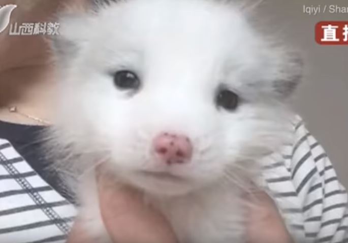 別的狗會怕它...狐狸犬養了半年「都不吃飼料」？越長越奇怪「發現根本不是狗」！