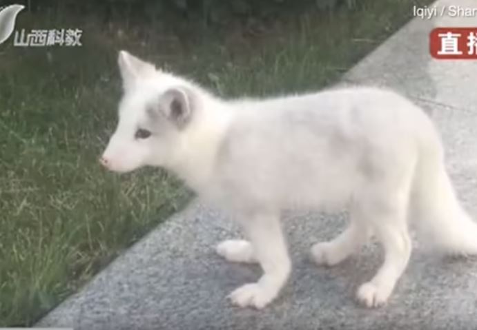 別的狗會怕它...狐狸犬養了半年「都不吃飼料」？越長越奇怪「發現根本不是狗」！