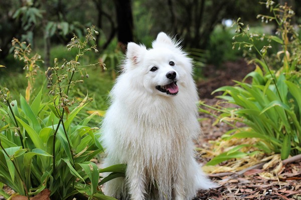 別的狗會怕它...狐狸犬養了半年「都不吃飼料」？越長越奇怪「發現根本不是狗」！