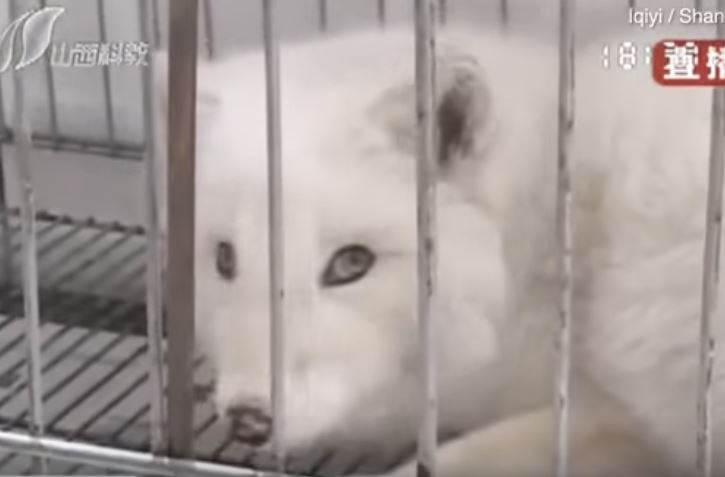 別的狗會怕它...狐狸犬養了半年「都不吃飼料」？越長越奇怪「發現根本不是狗」！