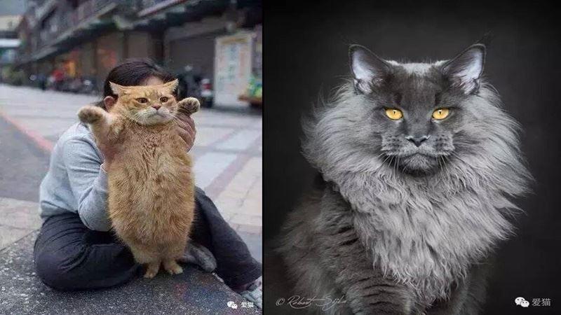 猛男袋鼠出沒！隔著護網「握拳頭挑釁」，大秀渾身肌肉：來干架啊～