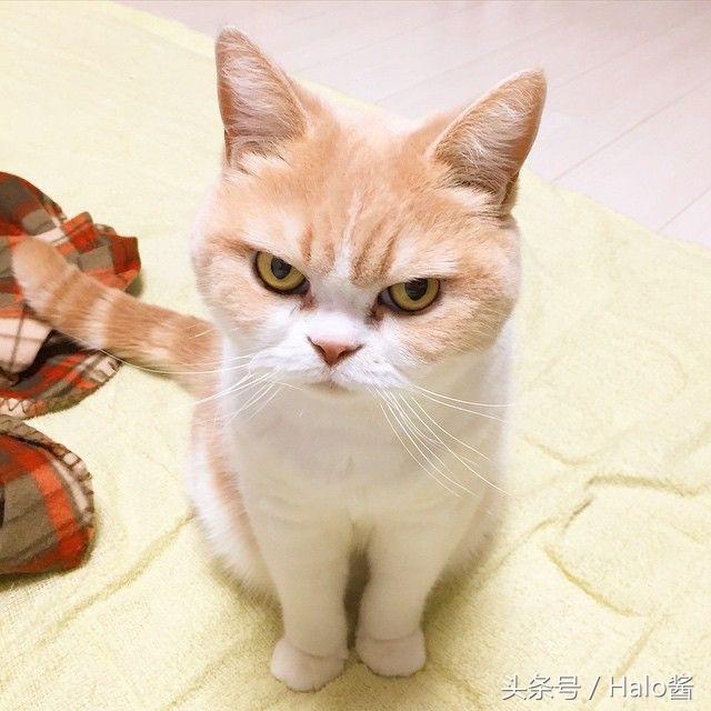 喵星人「肢體語言」大公開！15個連貓奴都不知道的小秘密...