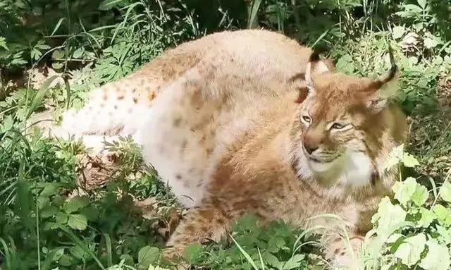 大貓猞猁絕育後暴飲暴食，沒多久就成了死肥宅
