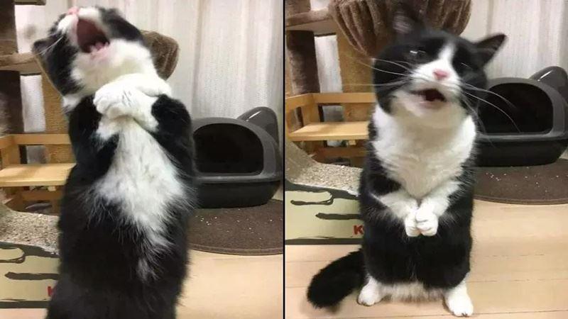 大貓猞猁絕育後暴飲暴食，沒多久就成了死肥宅