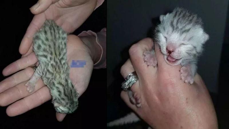 大貓猞猁絕育後暴飲暴食，沒多久就成了死肥宅