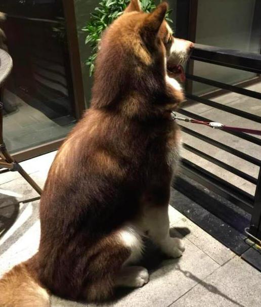 在家攤著的阿拉斯加突然狂叫一聲，送去醫院，主人崩潰了