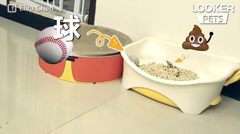球球「一秒甩進便便盆」喵皇超火大！阿柴「愣住三秒只能傻笑」：啊我完蛋了...