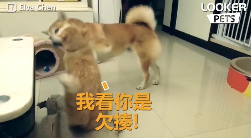 球球「一秒甩進便便盆」喵皇超火大！阿柴「愣住三秒只能傻笑」：啊我完蛋了...