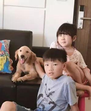 從繁殖場救出的金毛半夜哭泣，小主人陪它入睡：有我在，別怕……