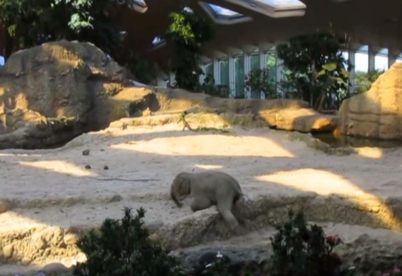 救救我啦！小象「摔到鼻青臉腫」放聲哀號，爸媽立馬衝過來關心 暖炸了！ 