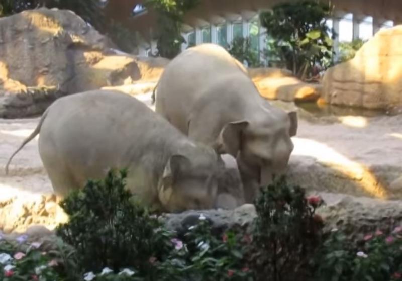 救救我啦！小象「摔到鼻青臉腫」放聲哀號，爸媽立馬衝過來關心 暖炸了！ 