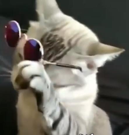 別擅自替主子戴眼鏡！各種貓咪戴上眼鏡的有趣反映 
