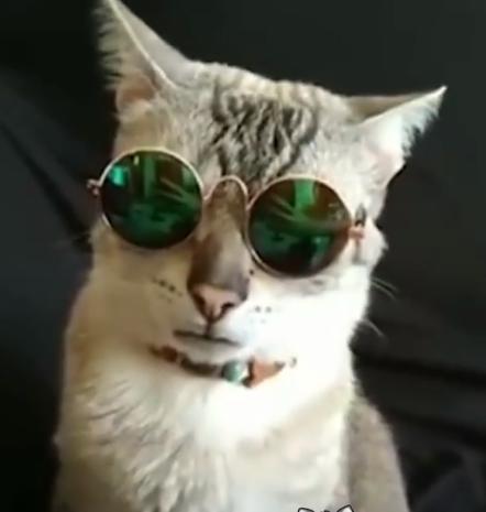 別擅自替主子戴眼鏡！各種貓咪戴上眼鏡的有趣反映 