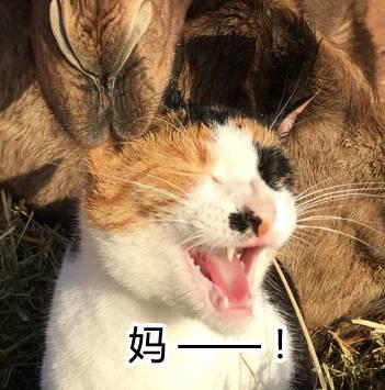 貓咪在沙漠中熟睡，吸貓駱駝偷偷靠近，吧唧親了一口