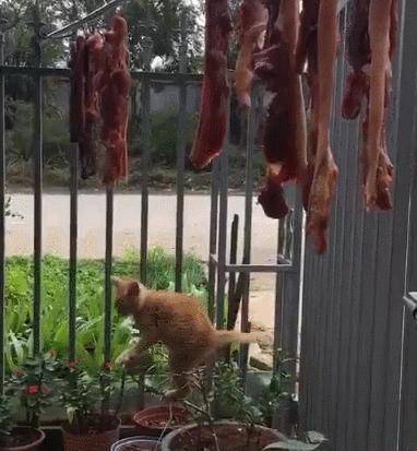貓：這輩子你有沒有為肉拼過命？樹：這年紀不該承受這樣皮的貓~