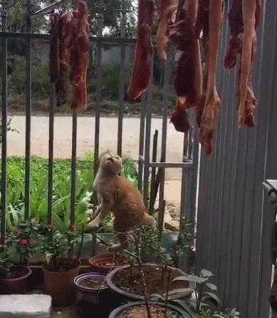 貓：這輩子你有沒有為肉拼過命？樹：這年紀不該承受這樣皮的貓~