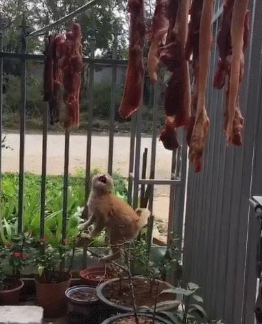 貓：這輩子你有沒有為肉拼過命？樹：這年紀不該承受這樣皮的貓~