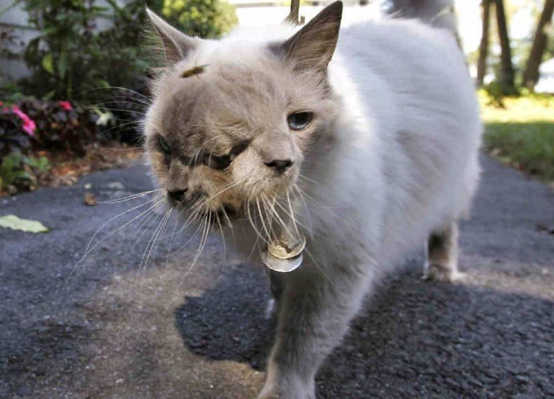 世上的動物千千萬，一隻幼崽能抵首付的你可能沒見過