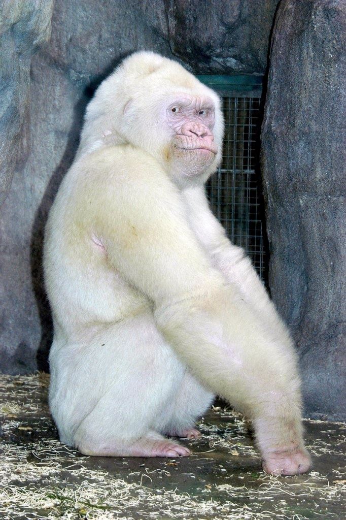 世上的動物千千萬，一隻幼崽能抵首付的你可能沒見過