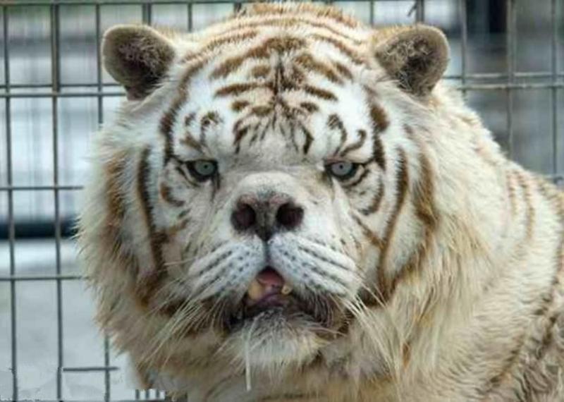 世上的動物千千萬，一隻幼崽能抵首付的你可能沒見過
