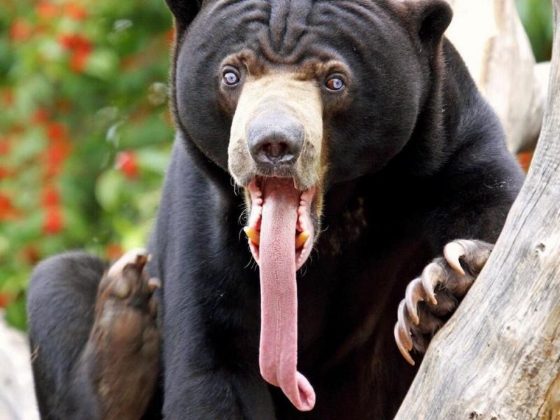 世上的動物千千萬，一隻幼崽能抵首付的你可能沒見過
