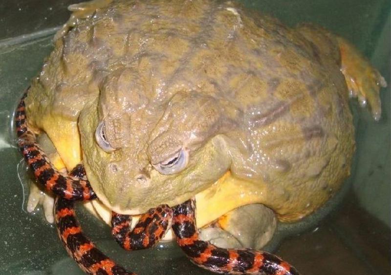 世上的動物千千萬，一隻幼崽能抵首付的你可能沒見過