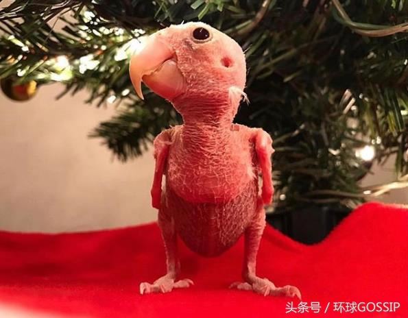 世界上最丑的鸚鵡，卻用頑強的生命力，感染Instagram40多萬粉絲