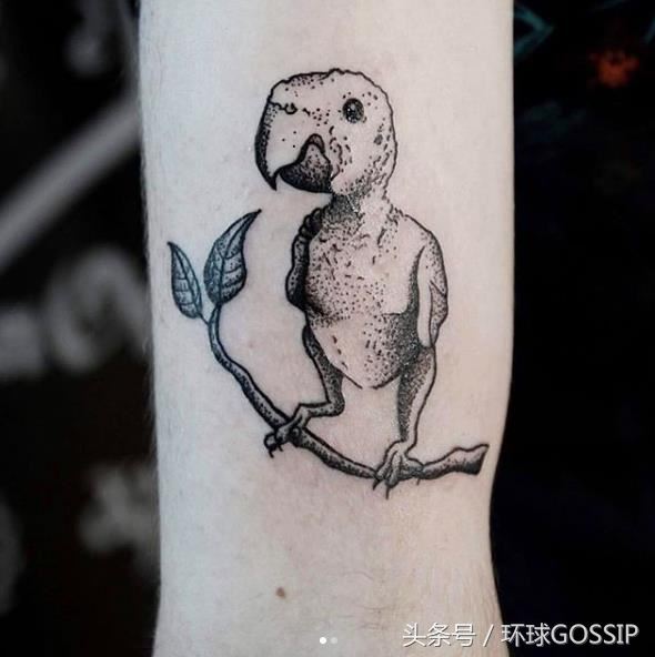 世界上最丑的鸚鵡，卻用頑強的生命力，感染Instagram40多萬粉絲