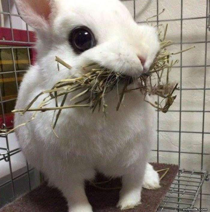 一組有趣的動物圖片，畫風和想像的不一樣哦，場面有些逗！