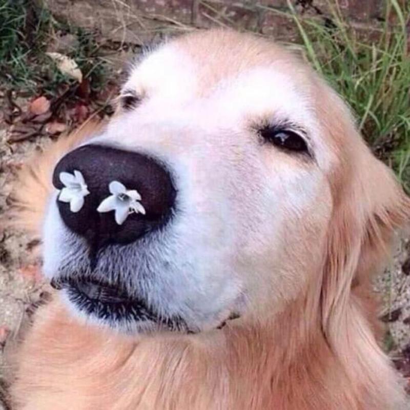 一組有趣的動物圖片，畫風和想像的不一樣哦，場面有些逗！
